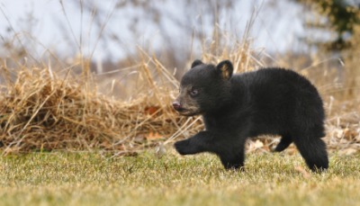 A bear cub scampers in the grass. A bear cub scampers in the grass.