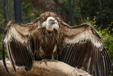 The vulture is a scavenger. The vulture is a scavenger.