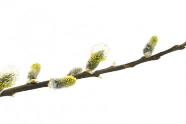 Scions of a pussy willow tree. Scions of a pussy willow tree.