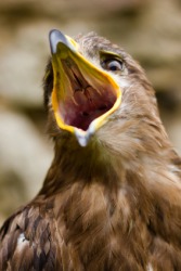 A bird screeches. A bird screeches.
