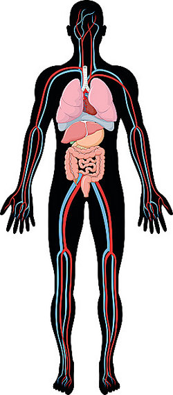 5 common examples of homeostasis in the human body.