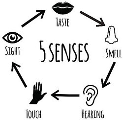5 senses