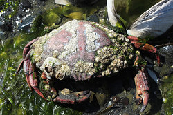 barnacle coated crab at the beach barnacle coated crab at the beach