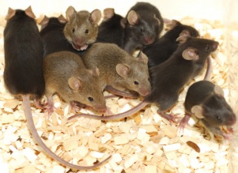 mouse meaning