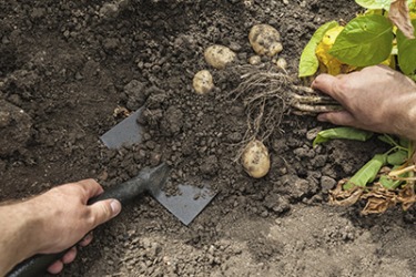 dirt shovel