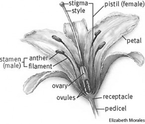 Flower Dictionary Definition Defined Licensed From Istockphoto Flower