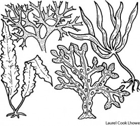 another word for seaweed