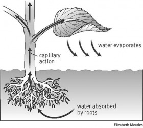 transpiration 