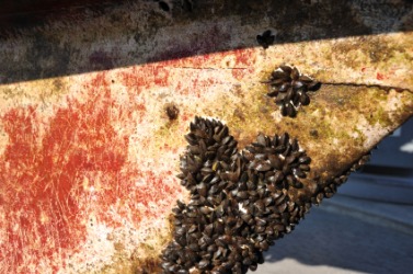 Barnacle Dictionary Definition Barnacle Defined