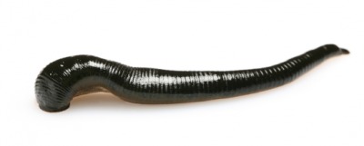 leech dictionary definition leech